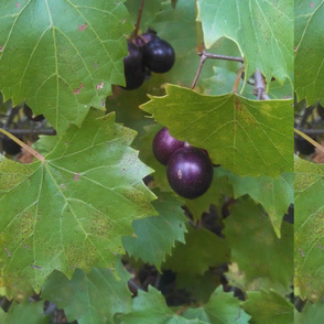 muscadine