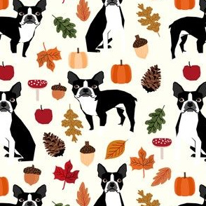 boston terrier autumn dogs dog pet leaves pumpkins pinecones woodland forest 