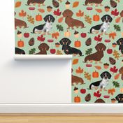 dachshunds dog doxie autumn leaves cute dogs dog design dog breed pumpkins acorns leaf