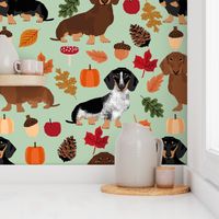 dachshunds dog doxie autumn leaves cute dogs dog design dog breed pumpkins acorns leaf