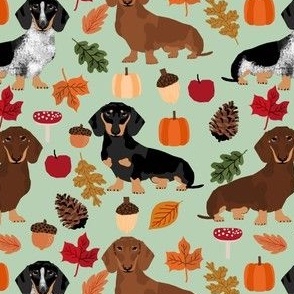 dachshunds dog doxie autumn leaves cute dogs dog design dog breed pumpkins acorns leaf