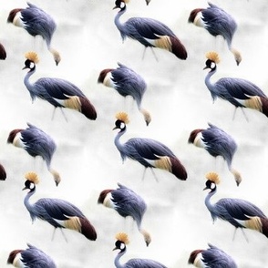 crowned crane on gray background