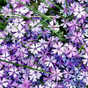 Phlox 