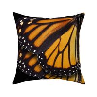 Monarch Butterflies 2