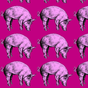 pigpink