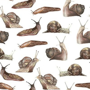 Snails and slugs white