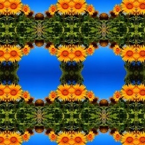 Sunflower Circles