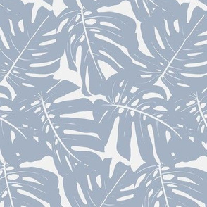 monstera plant leaves in greyish blue color