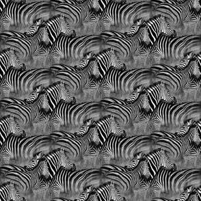 zebra world