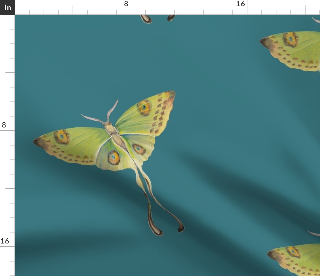 Luna Moth Teal background
