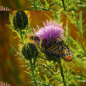 Monarch_on_Thistle