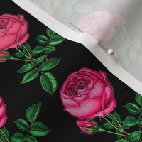 Magenta Rose Pink cabbage rose // Redoute rose // Pink Rose Botanical Art