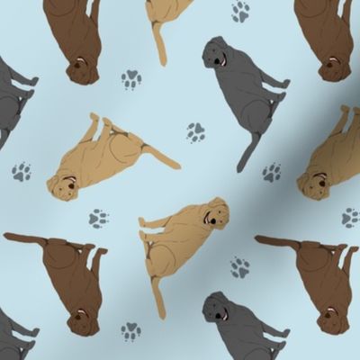 Tiny Labrador Retrievers - blue