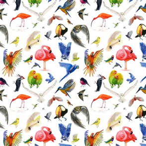 Rainbow Birds