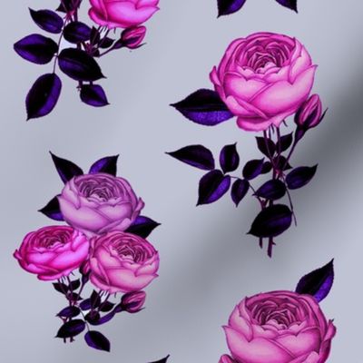 Lilac Pink rose // Magenta, lilac, vintage, Redoute Rose 