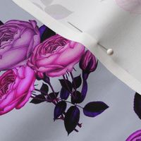 Lilac Pink rose // Magenta, lilac, vintage, Redoute Rose 