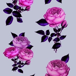Lilac Pink rose // Magenta, lilac, vintage, Redoute Rose 