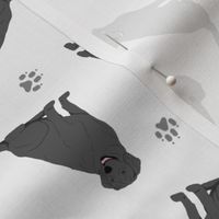 Tiny Black Labrador Retrievers - gray