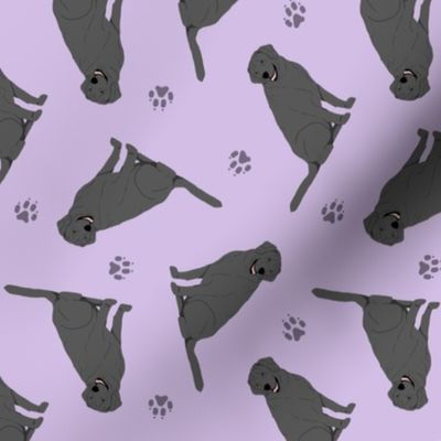 Tiny Black Labrador Retrievers - purple