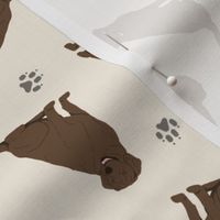 Tiny Chocolate Labrador Retrievers - tan