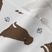 Tiny Chocolate Labrador Retrievers - gray