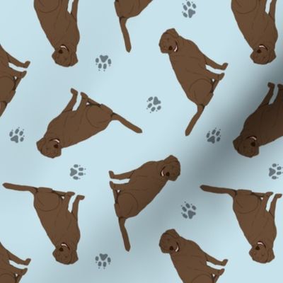 Tiny Chocolate Labrador Retrievers - blue