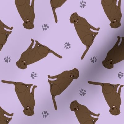Tiny Chocolate Labrador Retrievers - purple