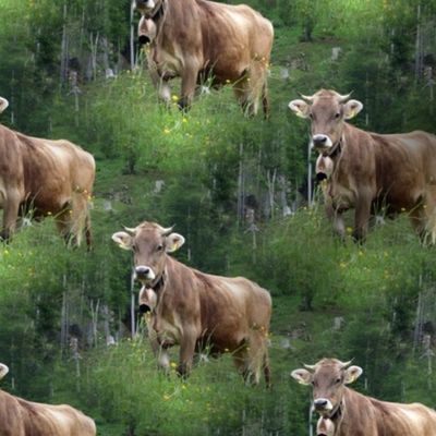 real Swiss cow, brown - Schweiz, Suisse, Switzerland, Svizzera 