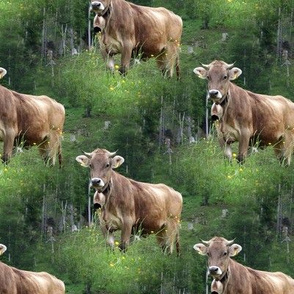 real Swiss cow, brown - Schweiz, Suisse, Switzerland, Svizzera 