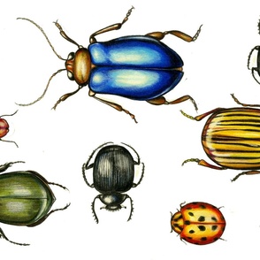 Beetles