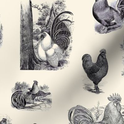 Rooster Strut Cream Black Toile