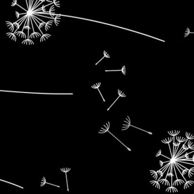 dandelions {1} black and white reversed horizontal