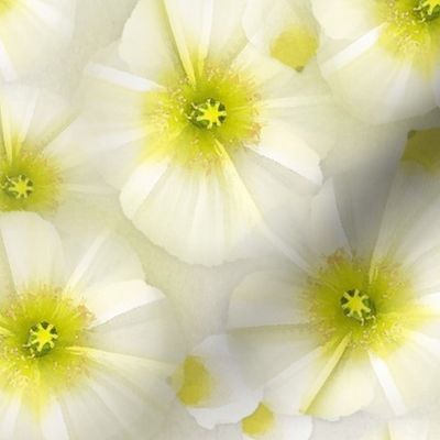 white_poppies