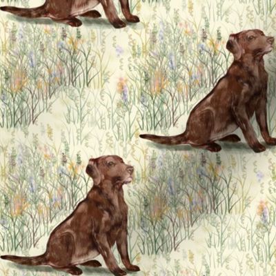 Chocolate Lab sitting in wildflowers