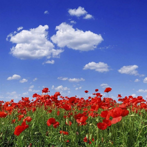 Poppy Field