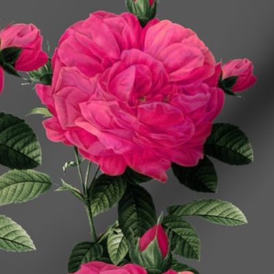 Redoute' Roses ~ Hot Pink on Dartmoor