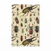 Beetles Insect Taxonomy Print Engraving Bug