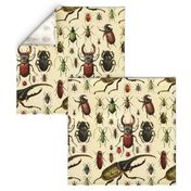 Beetles Insect Taxonomy Print Engraving Bug