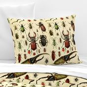 Beetles Insect Taxonomy Print Engraving Bug