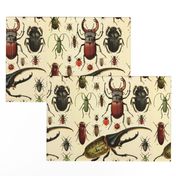 Beetles Insect Taxonomy Print Engraving Bug