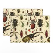 Beetles Insect Taxonomy Print Engraving Bug