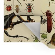 Beetles Insect Taxonomy Print Engraving Bug