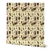 Beetles Insect Taxonomy Print Engraving Bug