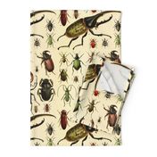 Beetles Insect Taxonomy Print Engraving Bug