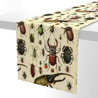 Beetles Insect Taxonomy Print Engraving Bug