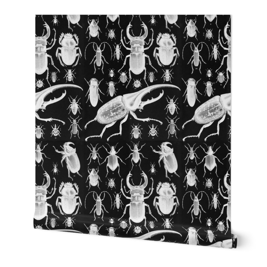 Beetles Insect Taxonomy Print Engraving 