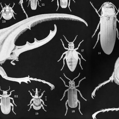 Beetles Insect Taxonomy Print Engraving 