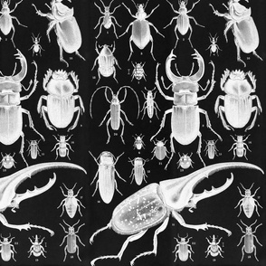 Beetles Insect Taxonomy Print Engraving 