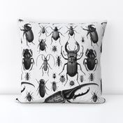 Beetles Insect Taxonomy Print Engraving Bug