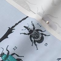 Beetles Insect Taxonomy Print Engraving Bug